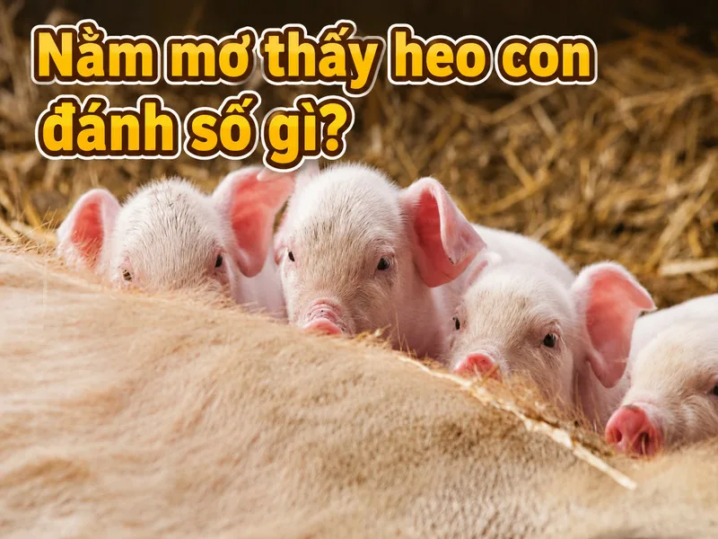 Hình ảnh heo con trong giấc mơ thường tượng trưng cho tài lộc nhỏ, khởi đầu mới và sự sinh sôi